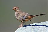 California Towheeborder=